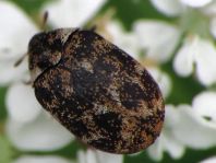 Anthrenus museorum, Kabinettkäfer