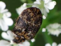 Anthrenus museorum, Kabinettkäfer