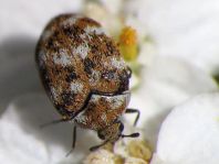 Anthrenus verbasci, Wollkrautblütenkäfer