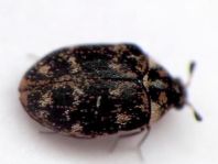 Anthrenus museorum, Kabinettkäfer