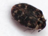 Anthrenus museorum, Kabinettkäfer