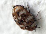 Anthrenus verbasci, Wollkrautblütenkäfer