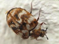 Anthrenus verbasci, Wollkrautblütenkäfer