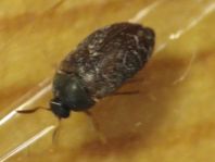 Attagenus smirnovi