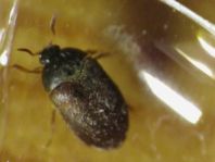 Attagenus smirnovi