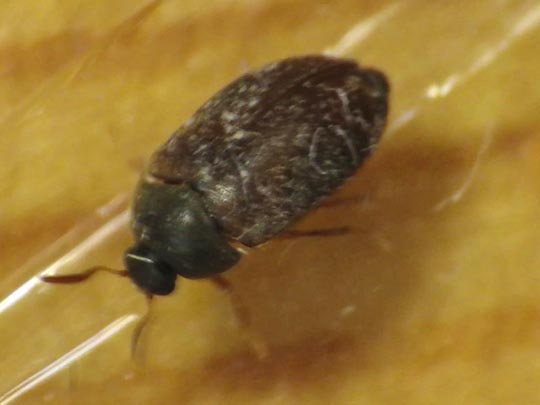 Attagenus smirnovi