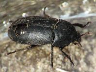 Dermestes sp.