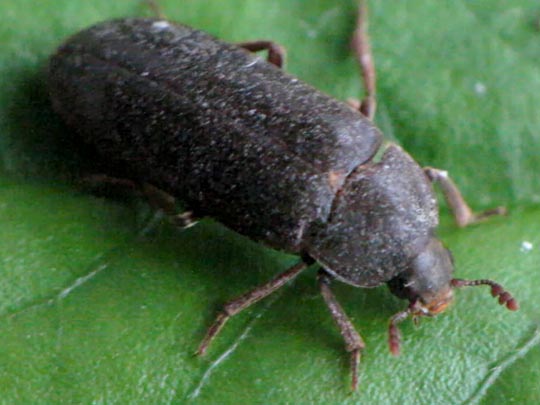 Dermestidae