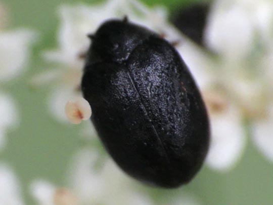 Dermestidae