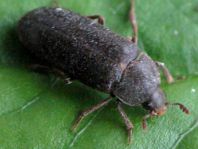 Dermestidae