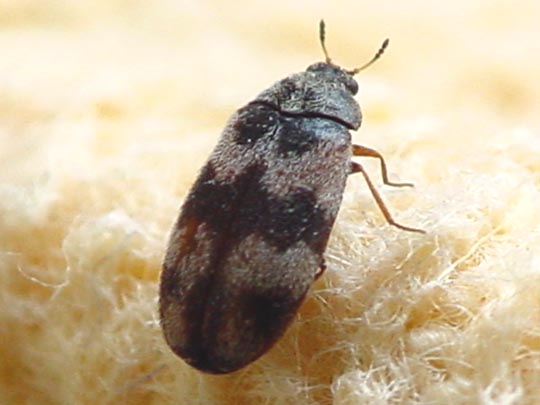 Trogoderma angustum, Berlinkäfer