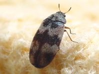 Trogoderma angustum, Berlinkäfer