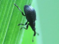 Apionidae, Spitzmausrüssler