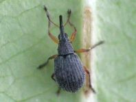 Apionidae, Spitzmausrüssler