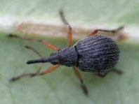 Apionidae, Spitzmausrüssler