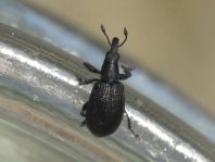 Apionidae, Spitzmausrüssler