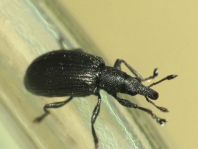 Apionidae, Spitzmausrüssler