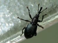 Acanephodus onopordi (Ceratapion onopordi)