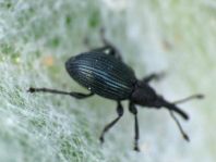 Acanephodus onopordi (Ceratapion onopordi)
