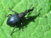 Acanephodus onopordi (Ceratapion onopordi)