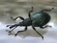 Acanephodus onopordi (Ceratapion onopordi)