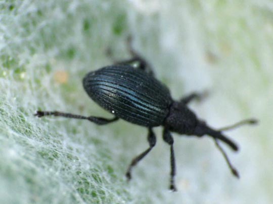 Acanephodus onopordi (Ceratapion onopordi)
