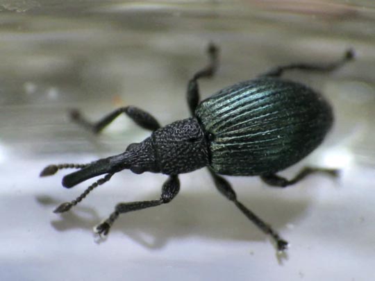 Acanephodus onopordi (Ceratapion onopordi)