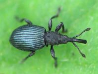 Acanephodus onopordi (Ceratapion onopordi)
