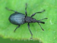 Acanephodus onopordi (Ceratapion onopordi)