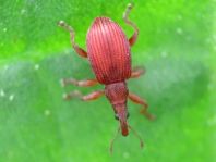 Apion frumentarium