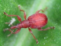 Apion frumentarium