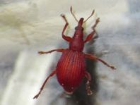 Apion frumentarium