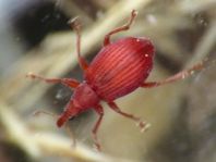 Apion frumentarium