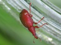 Apion frumentarium