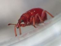 Apion frumentarium