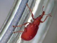 Apion frumentarium