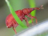 Apion frumentarium
