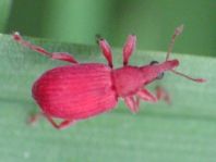 Apion frumentarium