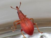 Apion frumentarium