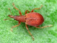Apion frumentarium
