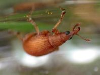 Apion frumentarium