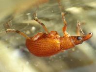 Apion rubiginosum