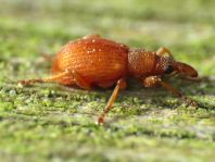 Apion rubiginosum