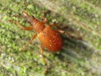 Apion rubiginosum