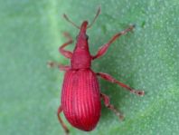 Apion frumentarium