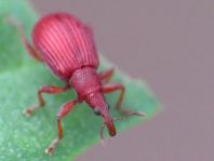 Apion frumentarium