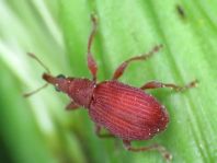 Apion frumentarium