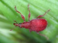 Apion frumentarium