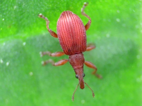 Apion frumentarium