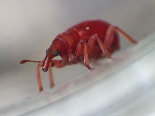 Apion frumentarium